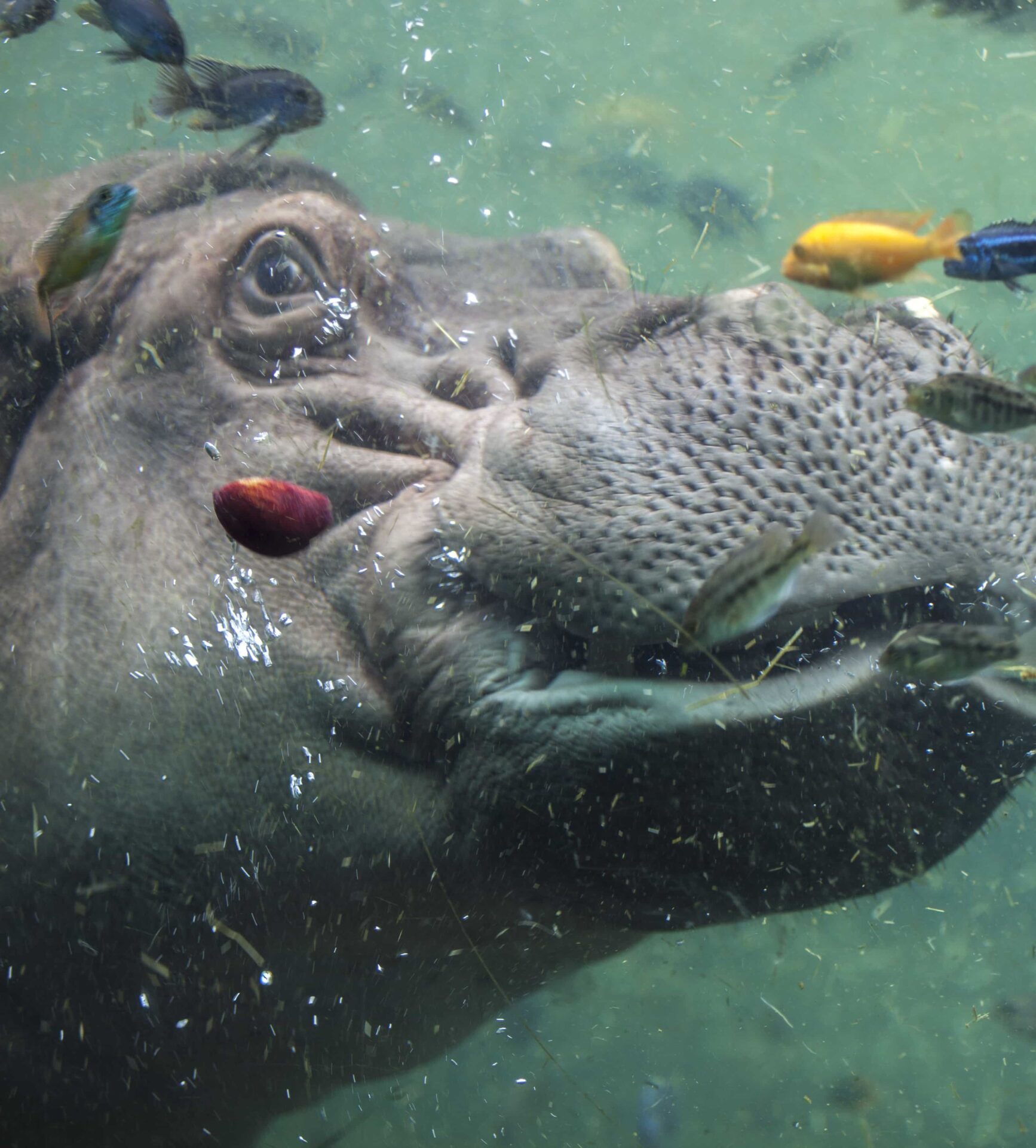A hippo happily swimming underwater