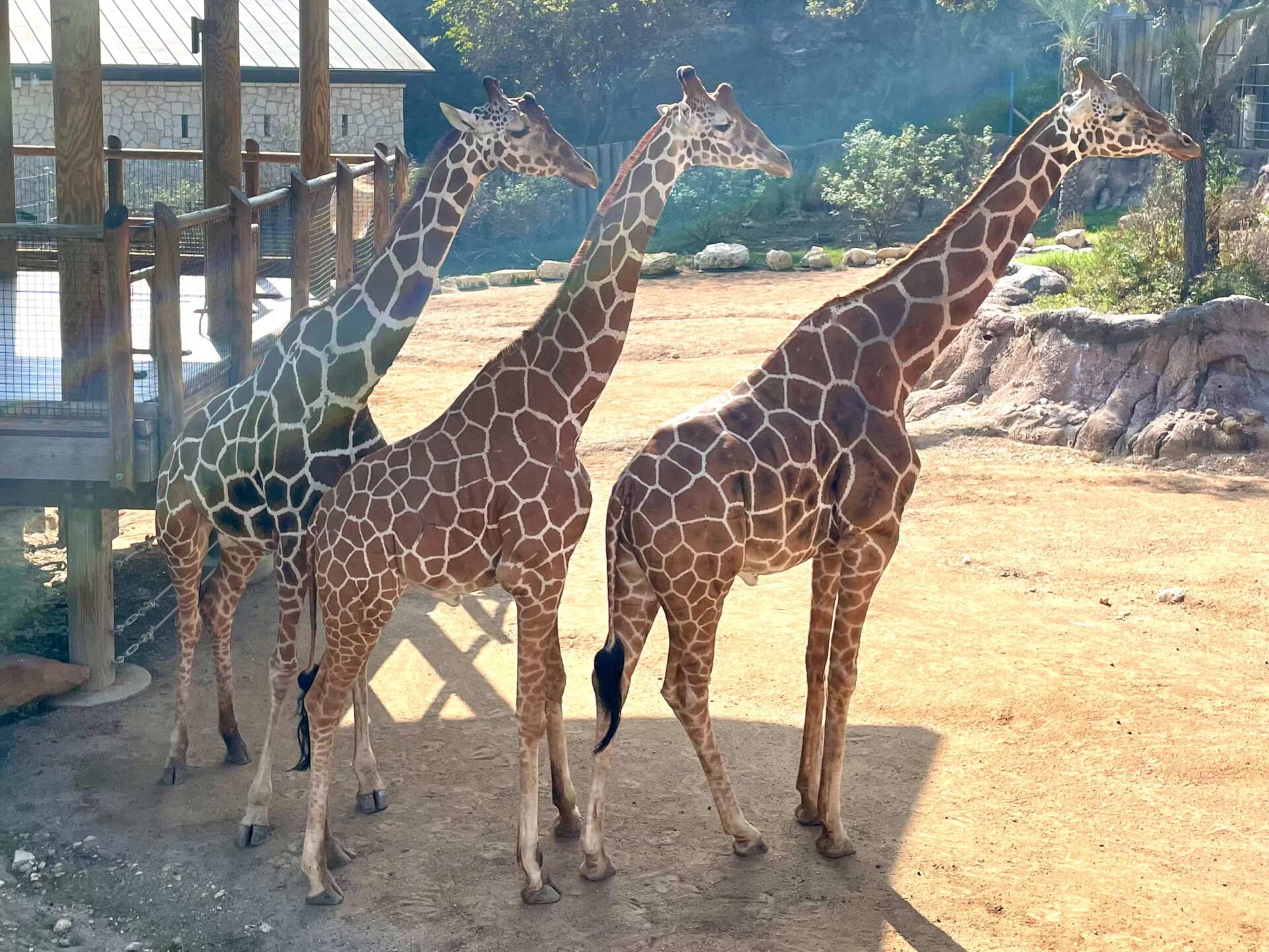 Three giraffes across the Savannah