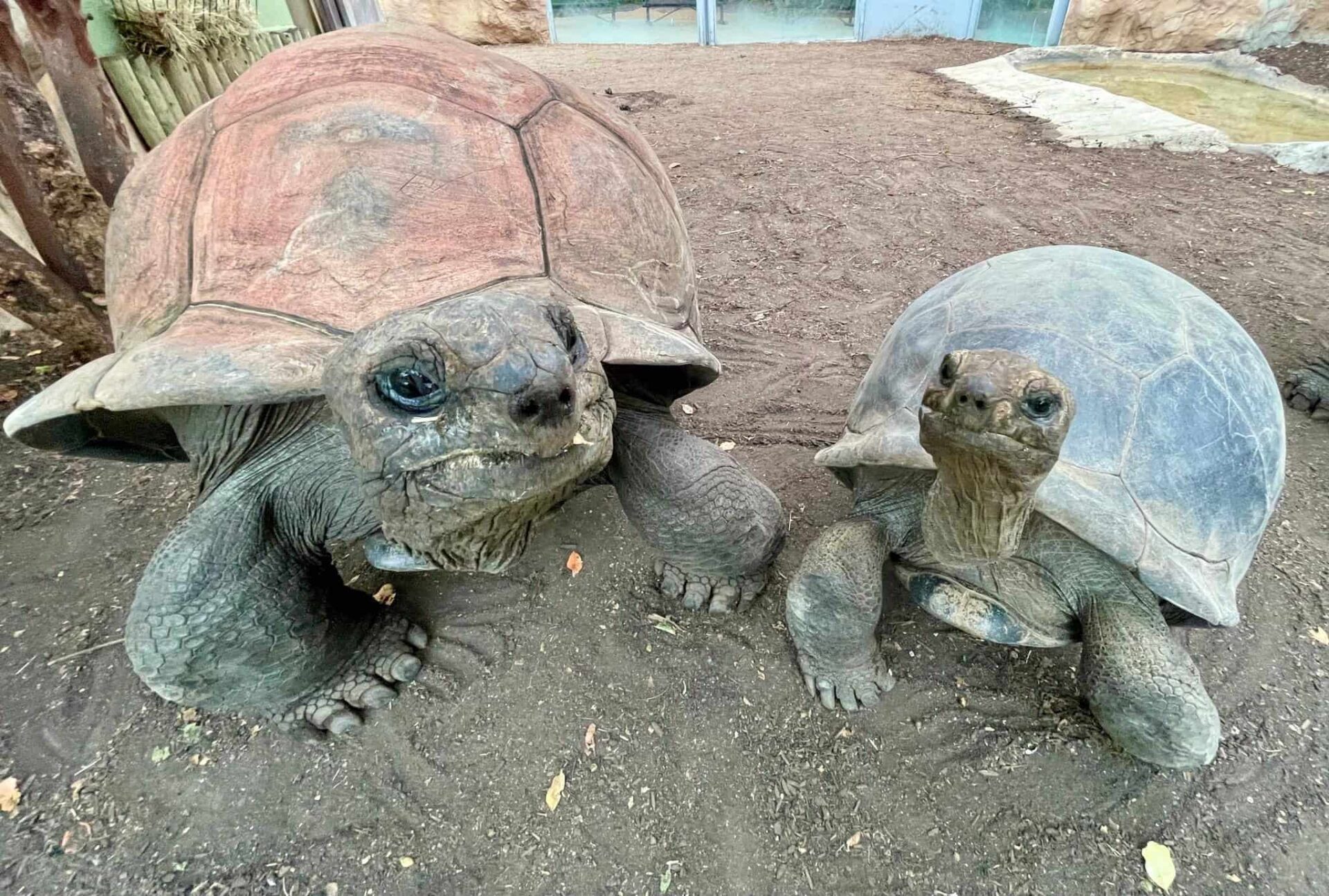 Tortoises posing together