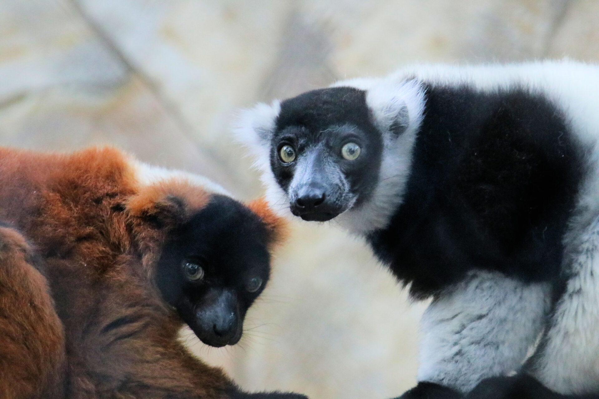 a black & white and brown & white lemur