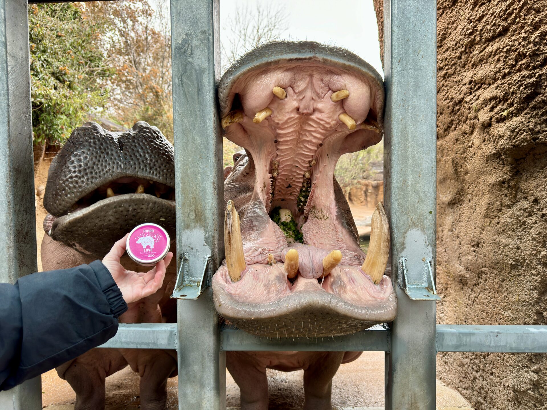 hippo opening its mouth wide