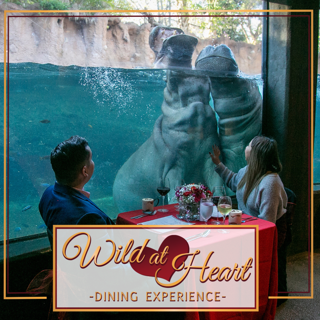 couple dining will watching 2 hippos underwater through the glass