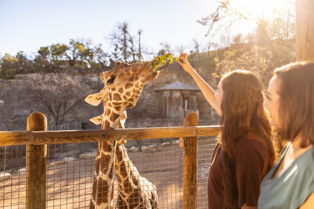 Wild Resolutions: How the Animals at San Antonio Zoo Inspire New Year Goals