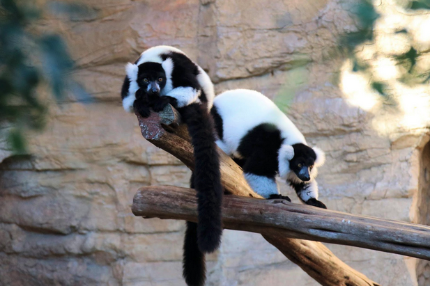 Top 5 Must-See Animals at San Antonio Zoo