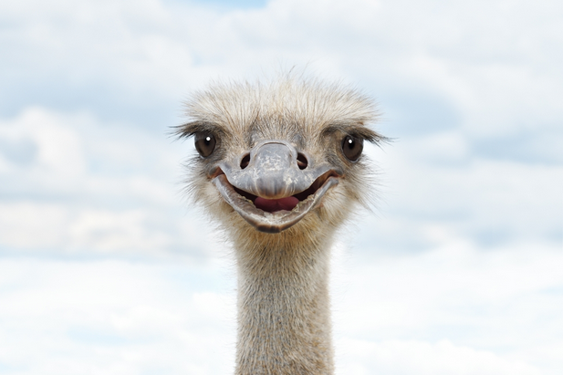 Animal Myths Busted: What You Think You Know (But Don’t) About Animals