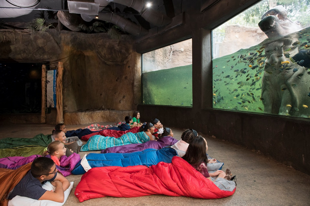 Spend the Night at San Antonio Zoo: A Sleepover You’ll Never Forget