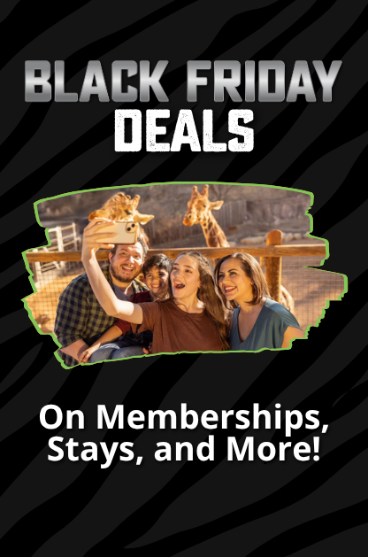 Black Friday deals at San Antonio Zoo with family taking selfie in front of giraffes