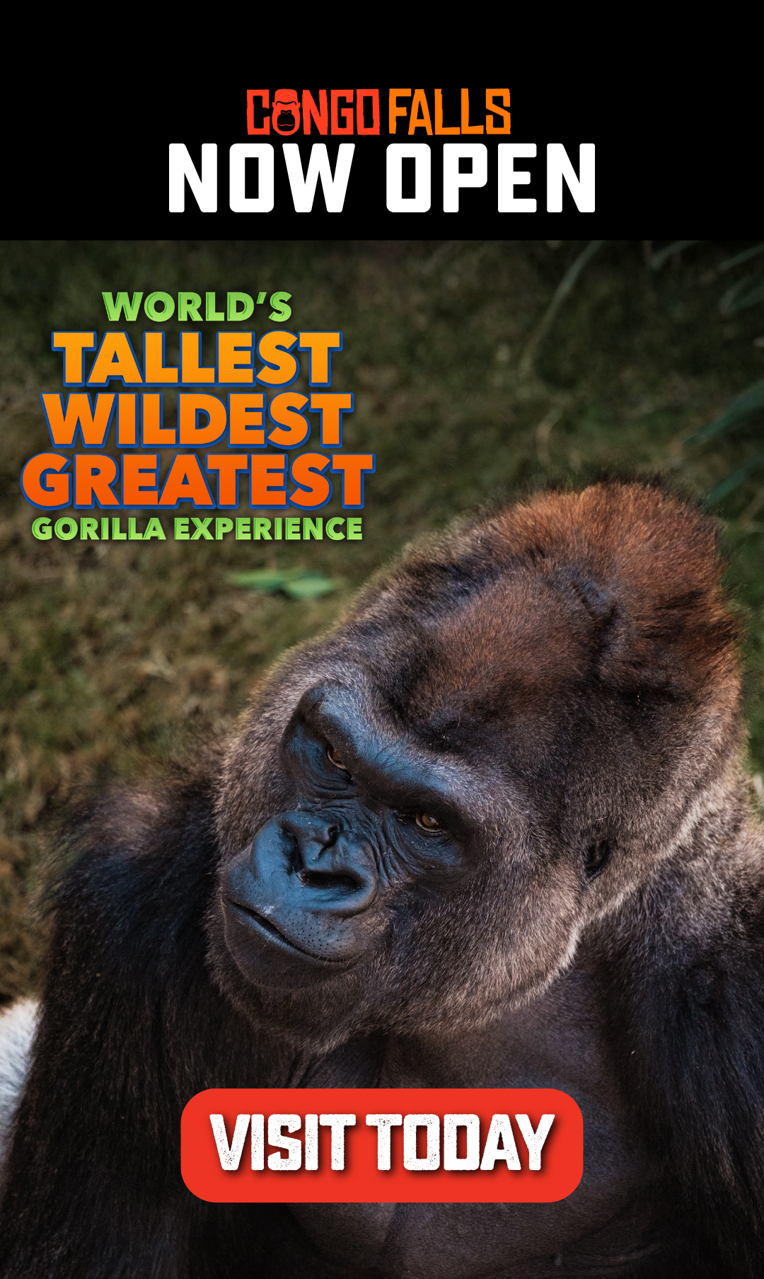 a gorilla looking at the camera