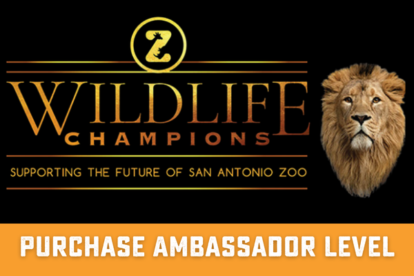 San Antonio Zoo Wildlife Champions program, lion portrait, support conservation with ambassador level purchase