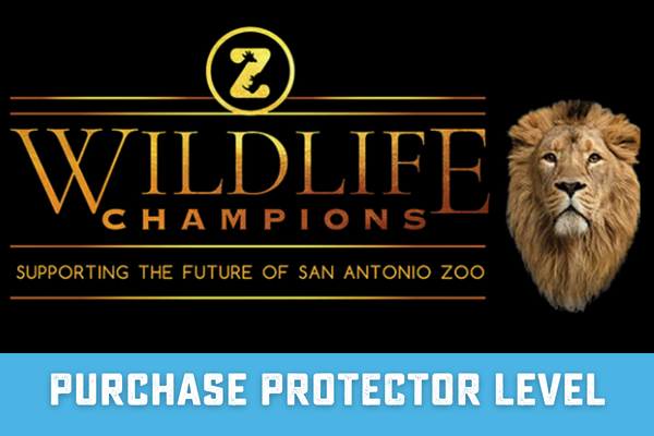 San Antonio Zoo Wildlife Champions program, lion portrait, support conservation with protector level purchase