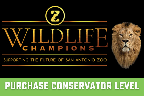 San Antonio Zoo Wildlife Champions program, lion portrait, support conservation with conservator level purchase