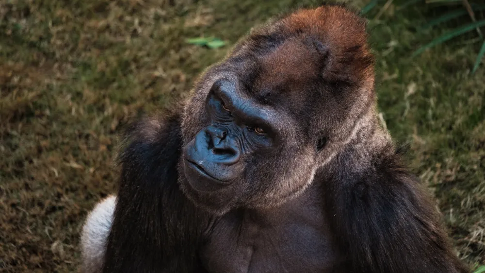 a gorilla