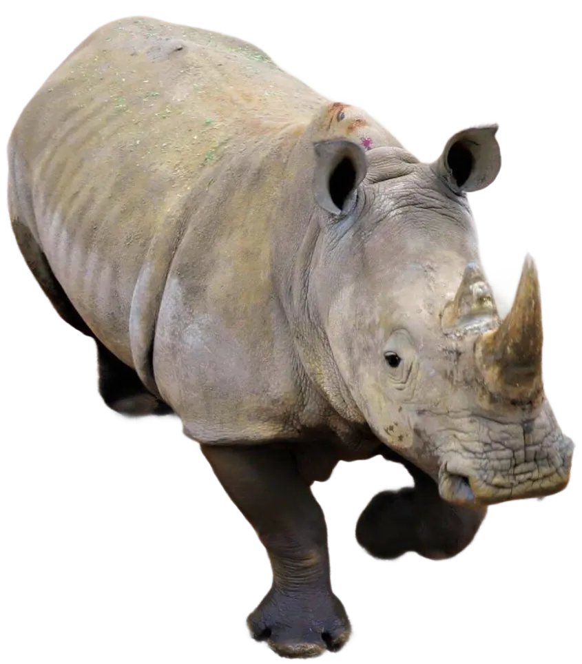 White rhinoceros walking forward with its horn visible at the San Antonio Zoo