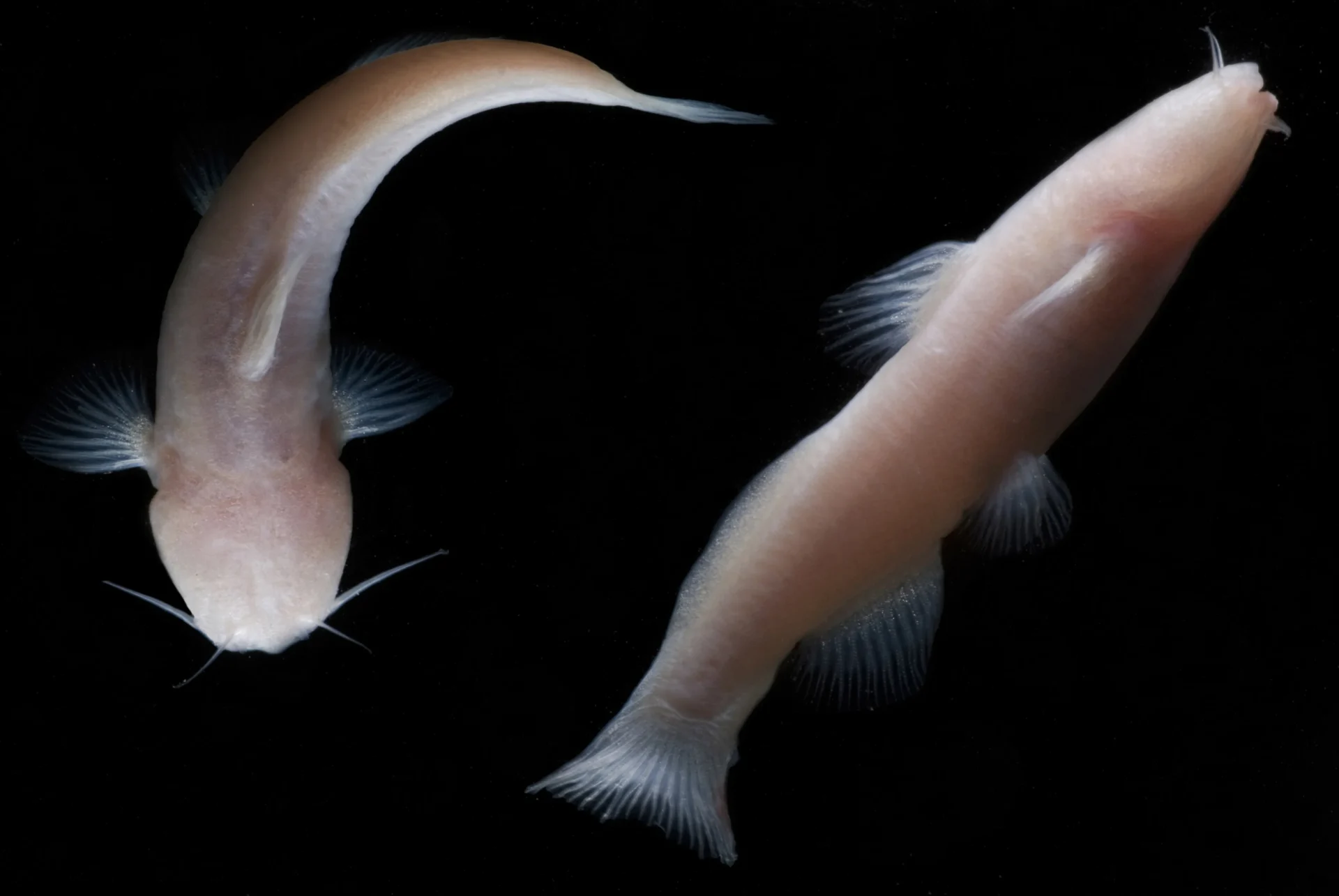 blind cave fish